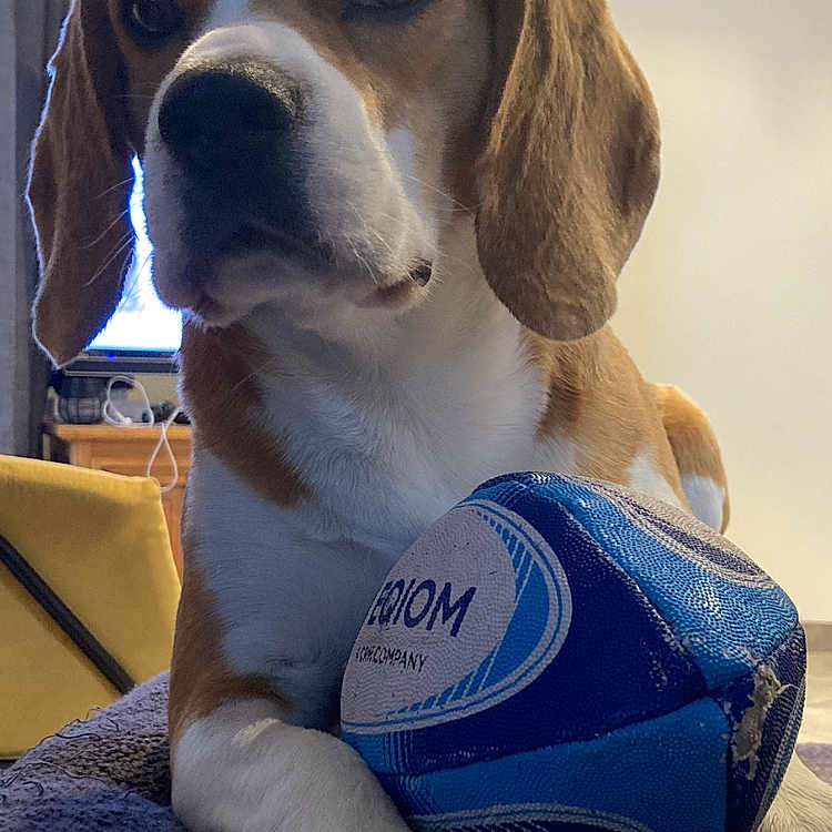 Sally a rejoint le concours — aidez-le/la à gagner de superbes lots ! animal, ball, beagle, bulldog, canine, dog, football, hound, labradorretriever, pet, pointer, puppy, racket, rugby, rugbyball, soccer, soccerball, sphere, sport