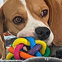 animal, beagle, blanket, canine, cream, dessert, dog, food, hound, icecream, labradorretriever, laundry, person, pet, pointer, puppy, rattle, sleeping, snout, toy