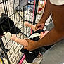 Amir joined the competition — help win amazing prizes! baby, adult, dog, metal_crate, floor, shoe, sock, hand, arm, leash, black_dog, yellow_dog, tile_floor, clothing, interaction, indoor, person, pet, fence, playful