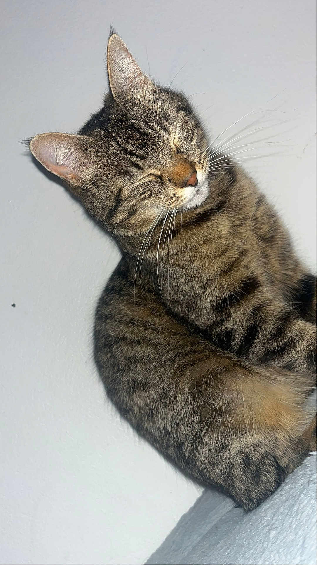 Minette