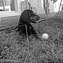 dog, grass, leash, tennis_ball, trampoline, backyard, outdoor, pet, black_and_white, canine, animal, relaxing, collar, chain, wooden_deck, house, window, potted_plant, fence, nature