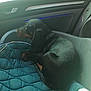 dog, puppy, dachshund, car, car_interior, seat_cover, blue, sunlight, window, pet, animal, resting, cozy, curled_up, black, tan, cute, small_dog, indoors, travel