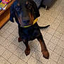 dog, black, brown, yellow_collar, paw, tile_floor, couch, shelf, magazines, books, indoor, pet, animal, canine, raised_paw, furniture, domestic, curious, playful, companion