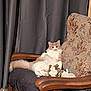 cat, feline, pet, sitting, armchair, cushion, floral_pattern, curtain, plush_toy, relaxed, chubby, indoor, fur, tail, paw, upholstery, wood_armrest, portrait, gaze, cozy