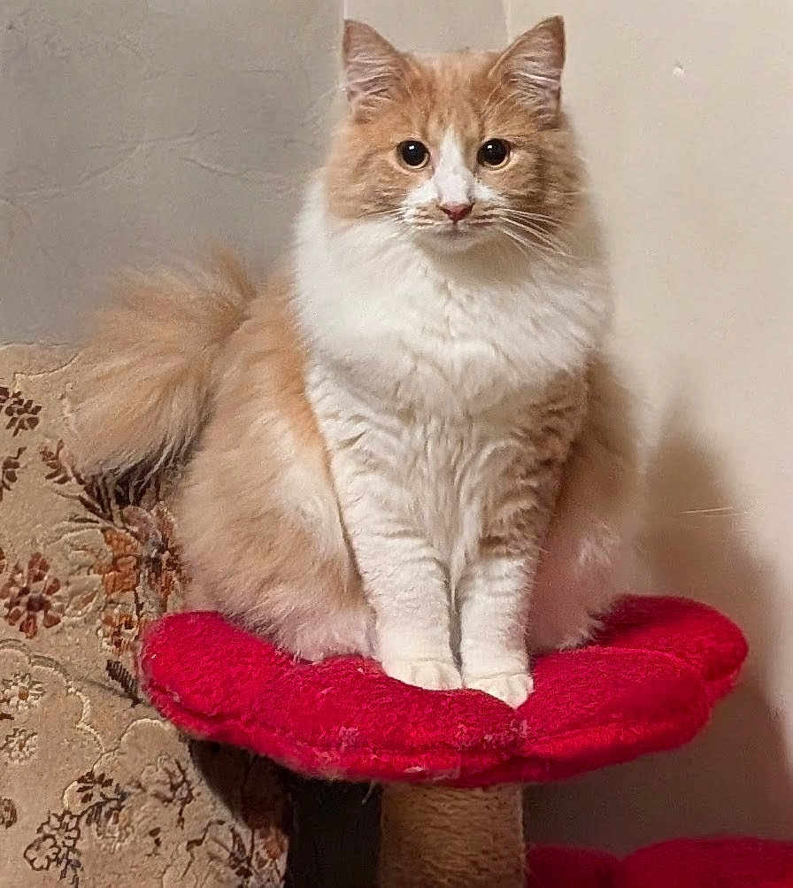 Simba a rejoint le concours — aidez-le/la à gagner de superbes lots ! cat, orange_tabby, white_fur, fluffy, pet, red_cushion, cat_tree, sitting, portrait, whiskers, ears, paws, tail, armchair, upholstery, home_interior, beige_wall, stare, round_seat, cozy