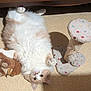 cat, fluffy_cat, orange_and_white, pet, stuffed_toy, scratching_post, carpet, paw, whiskers, eyes, ears, belly, lying_on_back, playful, indoor, shadow, cozy, plush, fur, cute