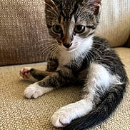 Precious is registered to the contest to win money with this photo: animal, black, brown, cat, couch, cute, domestic, feline, fur, indoor, kitten, paws, pet, resting, small, tail, texture, whiskers, white, young