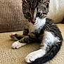 animal, black, brown, cat, couch, cute, domestic, feline, fur, indoor, kitten, paws, pet, resting, small, tail, texture, whiskers, white, young