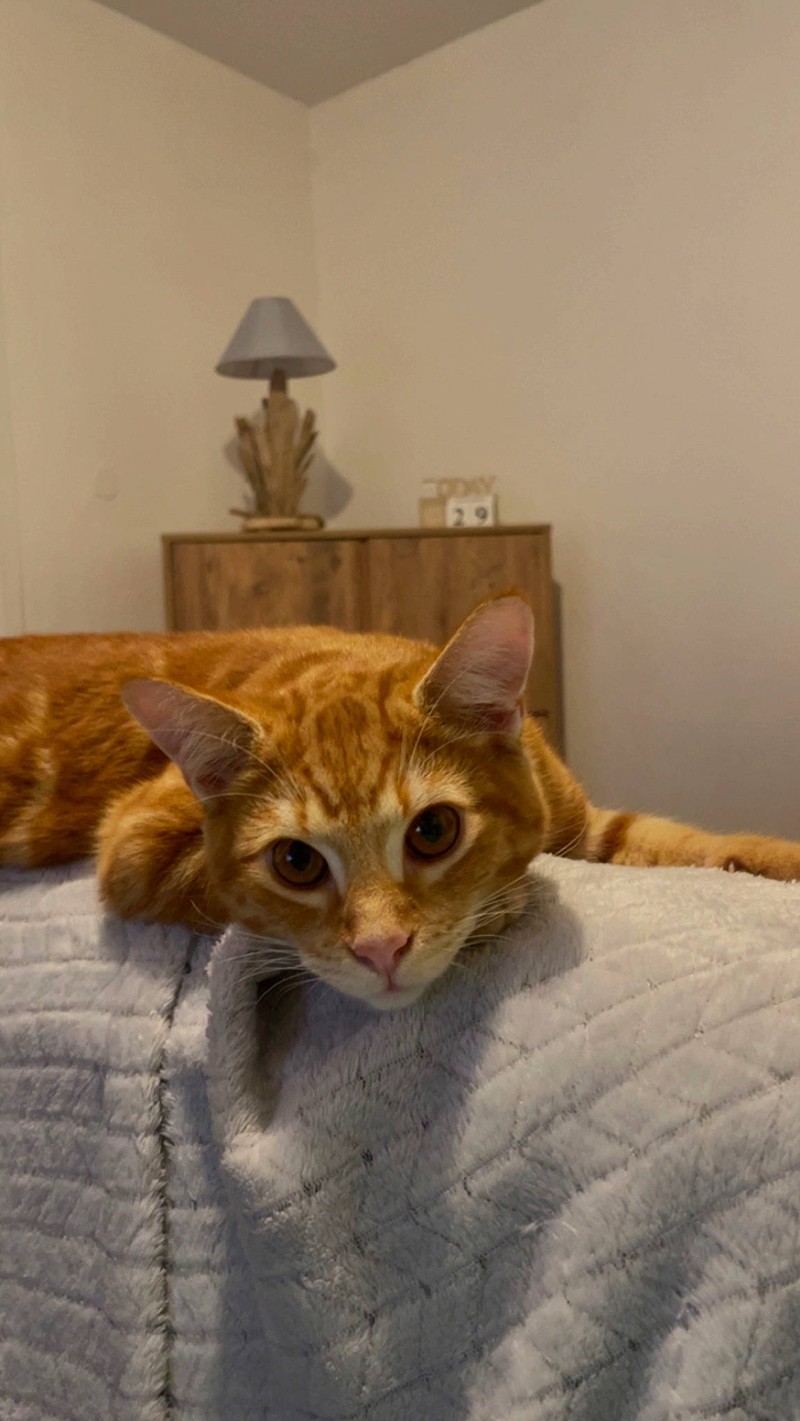 Twix participe au concours pour gagner de l'argent avec cette photo : carnivore, cat, cat_supply, comfort, domestic_short_haired_cat, fawn, felidae, flooring, fur, lamp, lampshade, linens, picture_frame, room, small_to_medium_sized_cats, snout, tail, terrestrial_animal, whiskers, wood