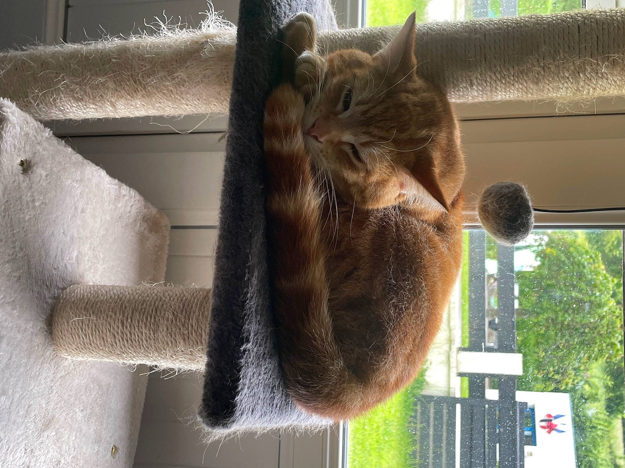 Twix a rejoint le concours — aidez-le/la à gagner de superbes lots ! carnivore, cat, cat_supply, domestic_short_haired_cat, fawn, felidae, fur, natural_material, organism, plant, small_to_medium_sized_cats, snout, tail, terrestrial_animal, tree, trunk, whiskers, window, wood