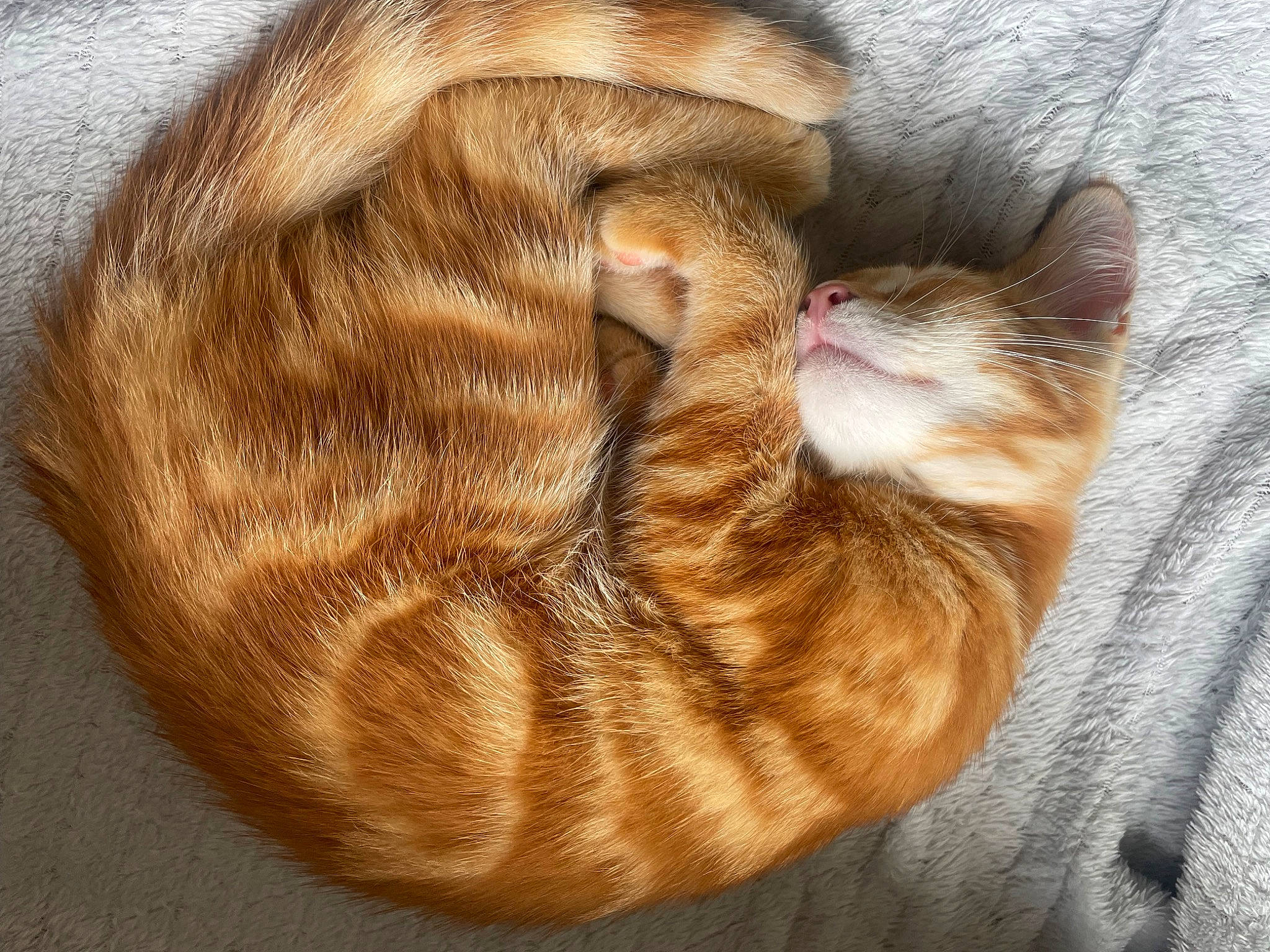 Twix participe au concours pour gagner de l'argent avec cette photo : carnivore, cat, claw, comfort, domestic_short_haired_cat, fawn, felidae, foot, fur, linens, liver, nap, paw, small_to_medium_sized_cats, snout, sporting_group, tail, terrestrial_animal, whiskers, wood