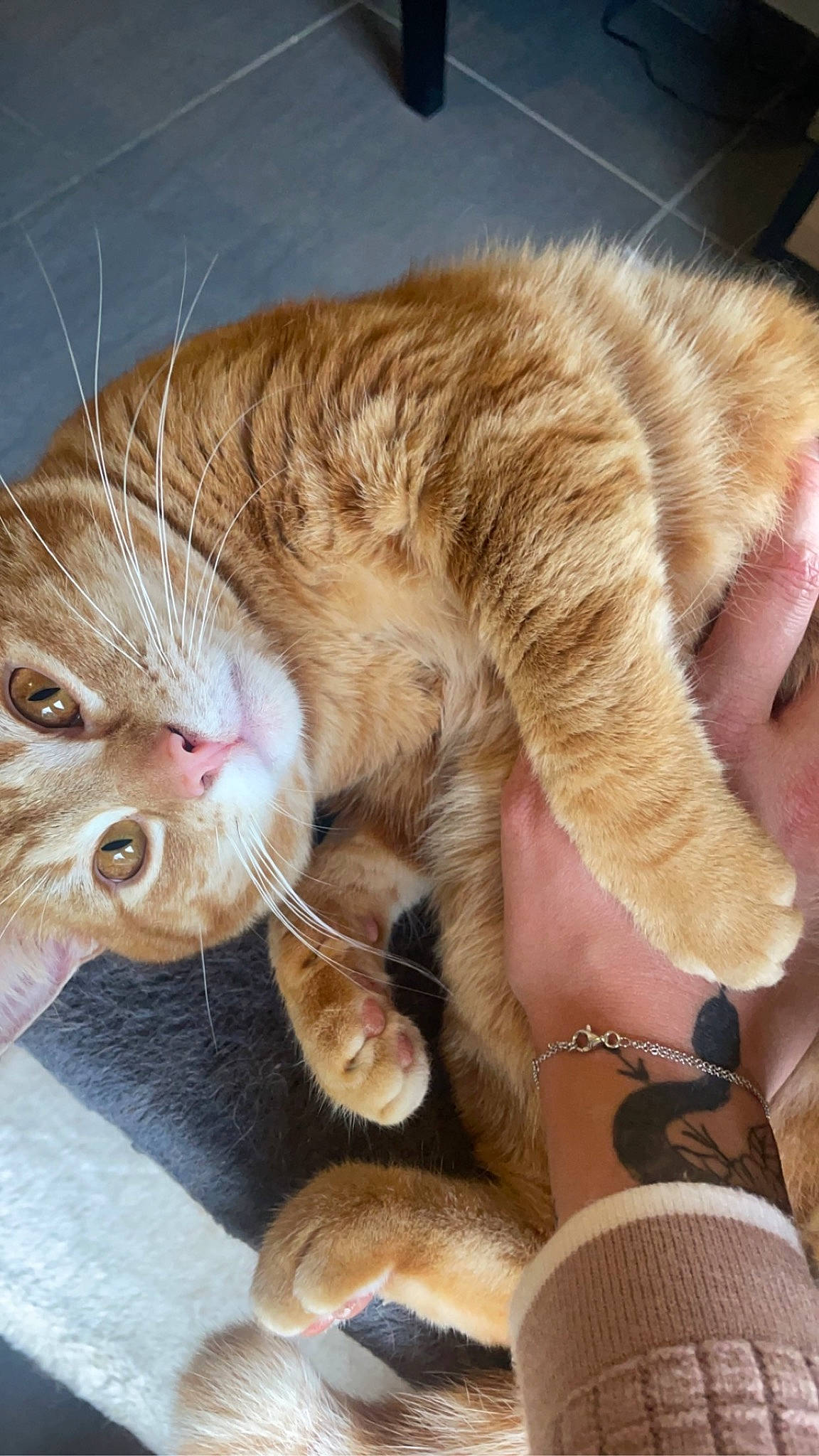 Twix participe au concours pour gagner de l'argent avec cette photo : carnivore, cat, claw, comfort, domestic_short_haired_cat, fawn, felidae, foot, fur, nail, nap, paw, sleep, small_to_medium_sized_cats, snout, tail, whiskers, wood