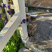 Happy a rejoint le concours — aidez-le/la à gagner de superbes lots ! cat, tabby, fence, wooden_fence, flowers, purple_flowers, green_leaves, sunlight, shadow, stone_pavement, porch, outdoor, pet, animal, curious, nature, garden, daylight, small_animal, fluffy