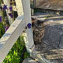 cat, tabby, fence, wooden_fence, flowers, purple_flowers, green_leaves, sunlight, shadow, stone_pavement, porch, outdoor, pet, animal, curious, nature, garden, daylight, small_animal, fluffy
