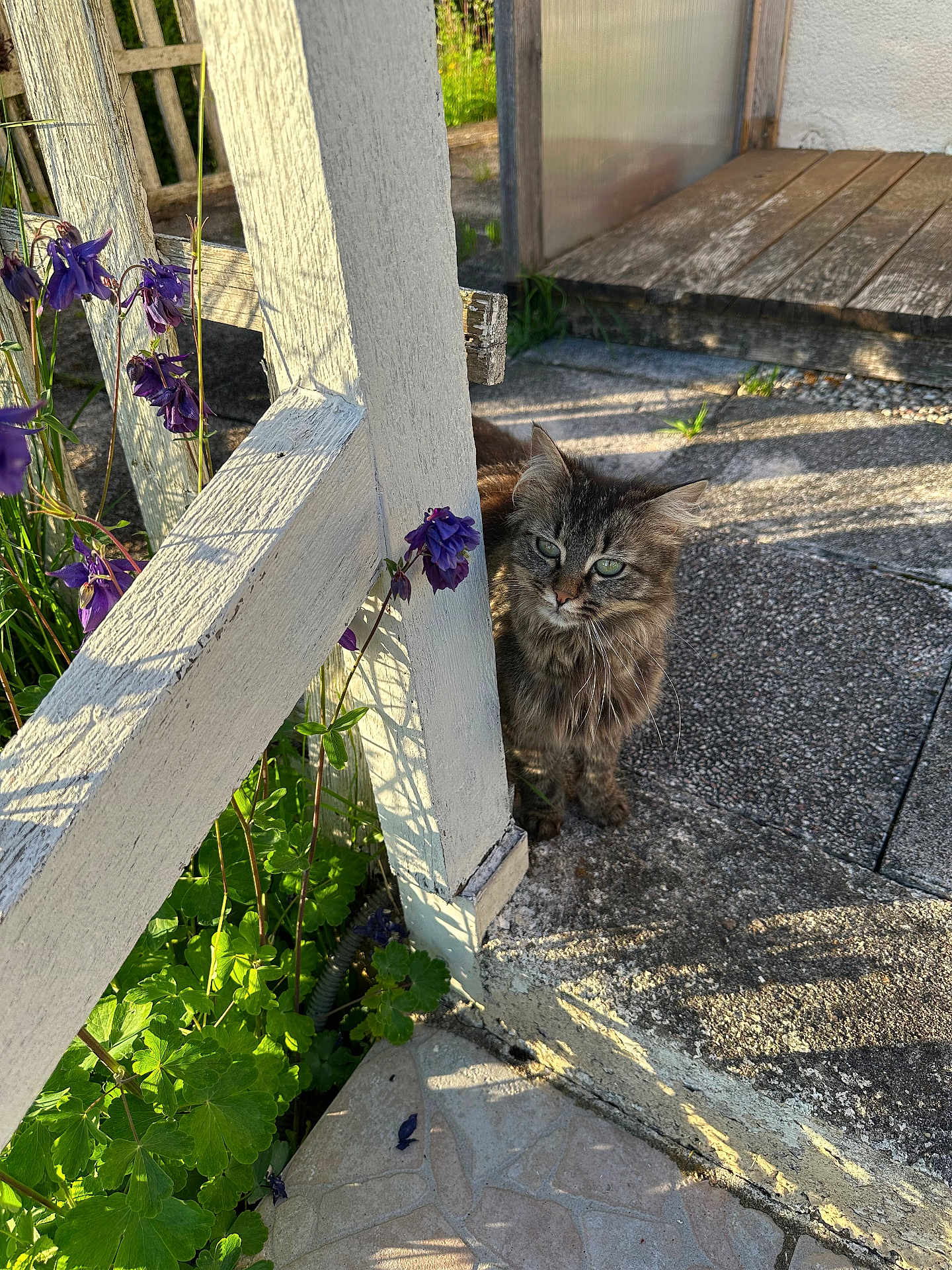 Happy a rejoint le concours — aidez-le/la à gagner de superbes lots ! cat, tabby, fence, wooden_fence, flowers, purple_flowers, green_leaves, sunlight, shadow, stone_pavement, porch, outdoor, pet, animal, curious, nature, garden, daylight, small_animal, fluffy