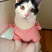 Maxin joined the competition — help win amazing prizes! black_fur, cat, clothing, cozy, curious, cute, desk, fur, golden_eyes, hardwood_floor, indoor, kitten, looking_at_camera, paws, pet, pink_sweater, portrait, towel, whiskers, white_fur