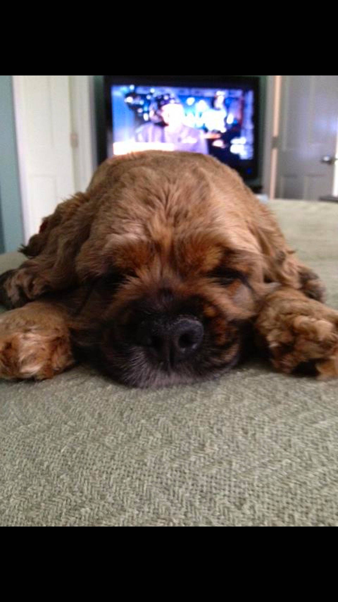 Sassy joined the competition — help win amazing prizes! american_cocker_spaniel, carnivoran, cavapoo, cockapoo, companion_dog, dog, dog_breed, dog_breed_group, dog_like_mammal, puppy, snout, spaniel, sporting_group