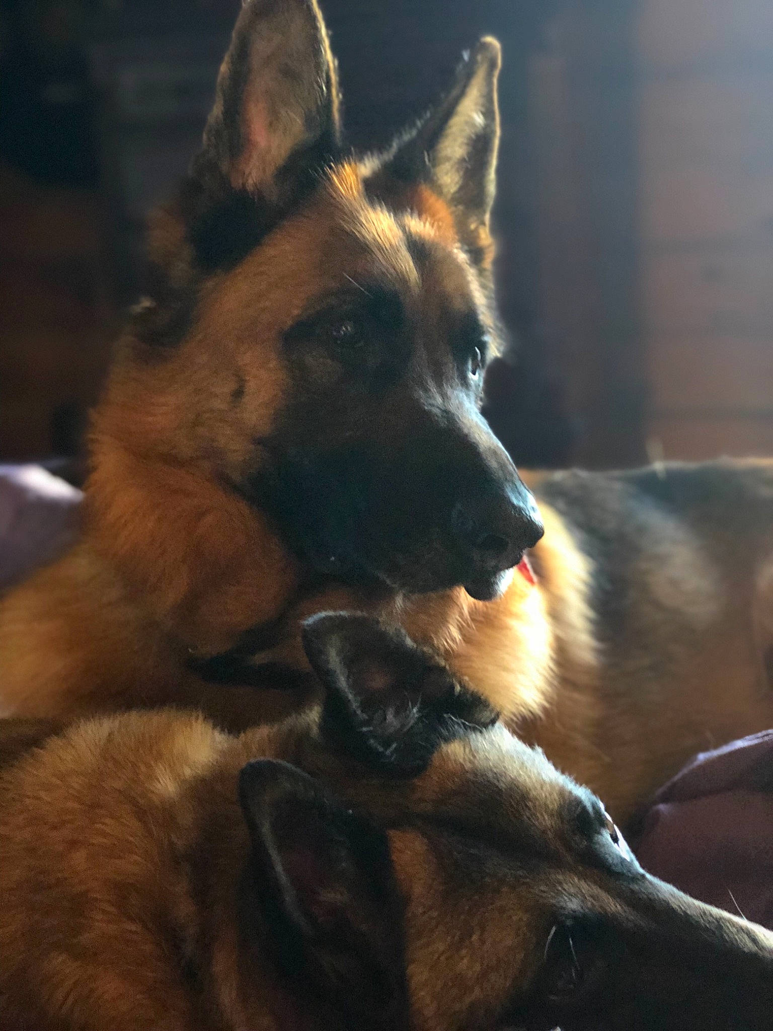 Baer is registered to the contest to win money with this photo: belgian_shepherd_malinois, dog, dog_breed, dog_breed_group, dog_like_mammal, east_european_shepherd, german_shepherd_dog, king_shepherd, kunming_wolfdog, old_german_shepherd_dog, snout, tervuren