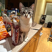 Pickles joined the competition — help win amazing prizes! cat, kitchen, counter, snacks, groceries, indoor, pet, curious, food, bag, wood_floor, cabinet, bottle, paper, chair, door, home, animal, feline, domestic