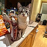 cat, kitchen, counter, snacks, groceries, indoor, pet, curious, food, bag, wood_floor, cabinet, bottle, paper, chair, door, home, animal, feline, domestic