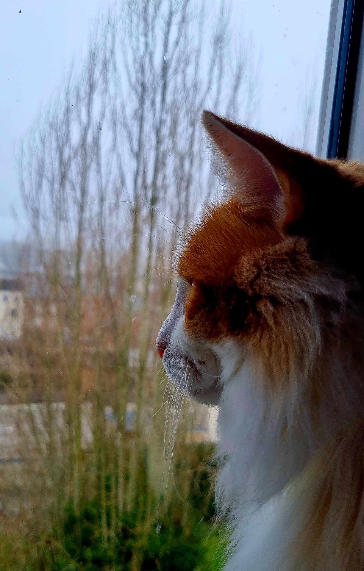 Goku participe au concours pour gagner de l'argent avec cette photo : cat, orange_cat, white_cat, fluffy_cat, side_view, profile, window, glass, outdoor, trees, bare_trees, winter, nature, animal, pet, whiskers, fur, calm, contemplative, domestic_cat