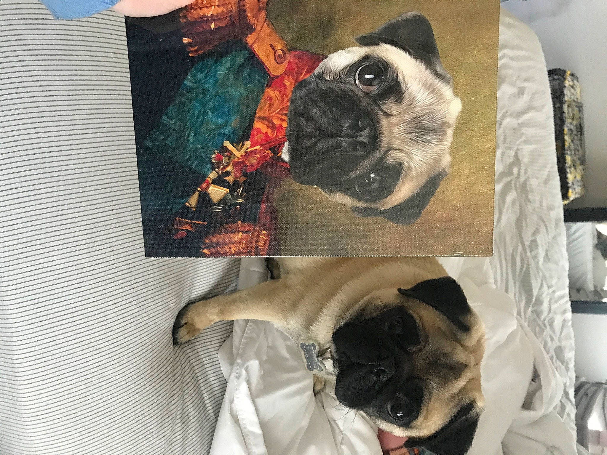 Ernie is registered to the contest to win money with this photo: canidae, carnivore, companion_dog, dog, dog_breed, fawn, french_bulldog, non_sporting_group, pug, puppy, puppy_love, selfie, snout, toy_dog