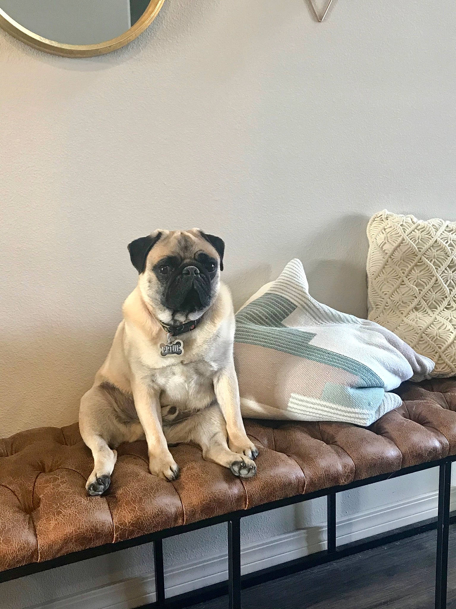 Ernie joined the competition — help win amazing prizes! canidae, carnivore, companion_dog, dog, dog_breed, fawn, mammal, pug, snout, toy_dog