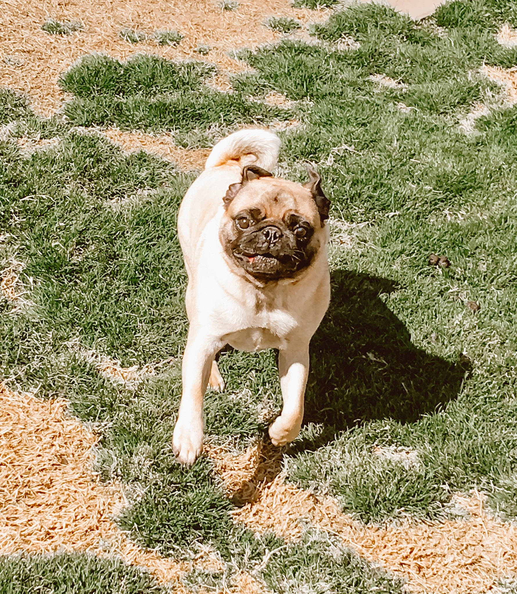Ernie is registered to the contest to win money with this photo: canidae, carnivore, companion_dog, dog, dog_breed, fawn, grass, lawn, mammal, non_sporting_group, pug, puppy, sporting_group, tail, tree, vertebrate