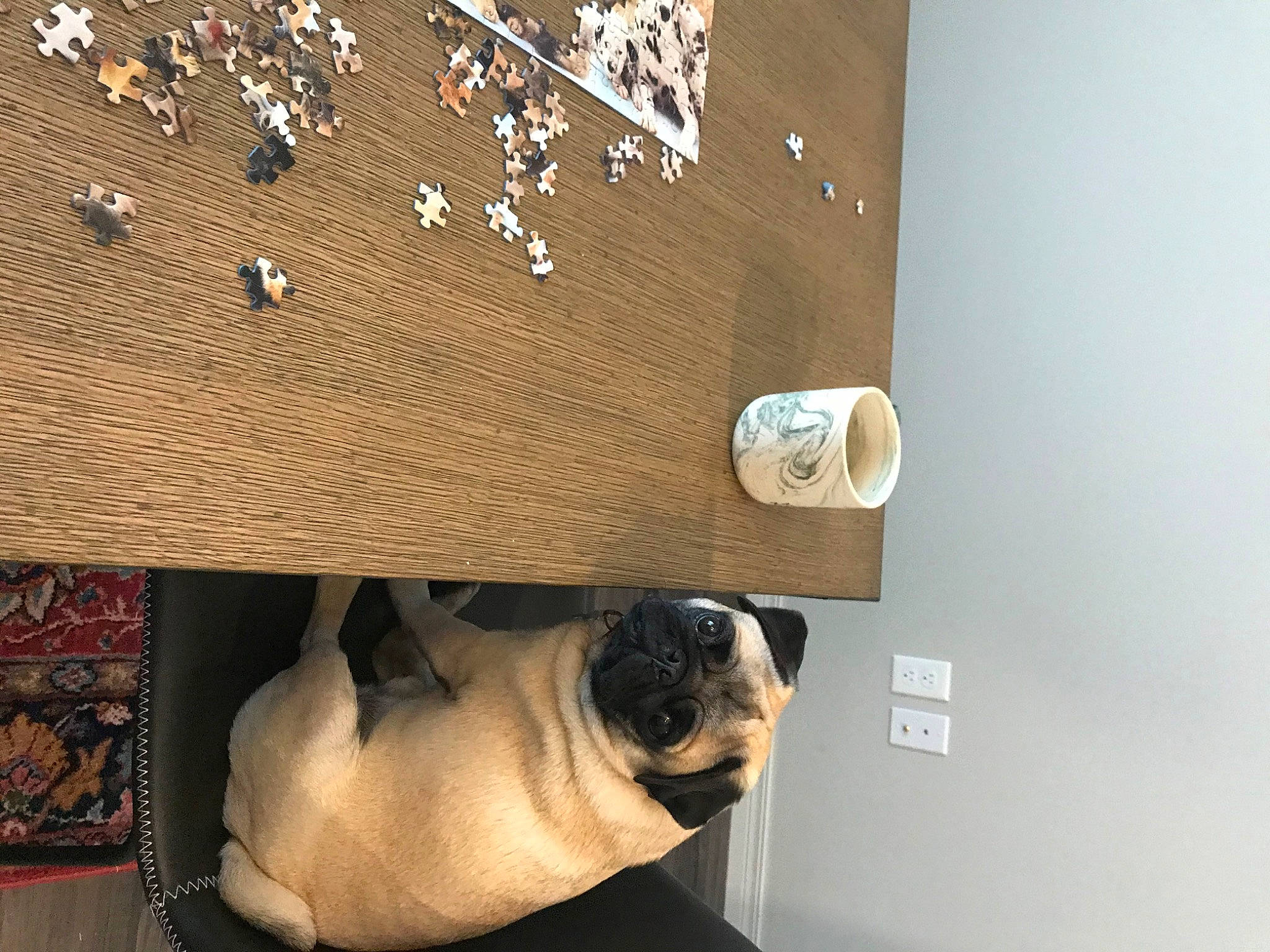 Ernie is registered to the contest to win money with this photo: boston_terrier, boxer, bulldog, canidae, carnivore, dog, dog_breed, fawn, french_bulldog, non_sporting_group, pug, snout, toy_dog