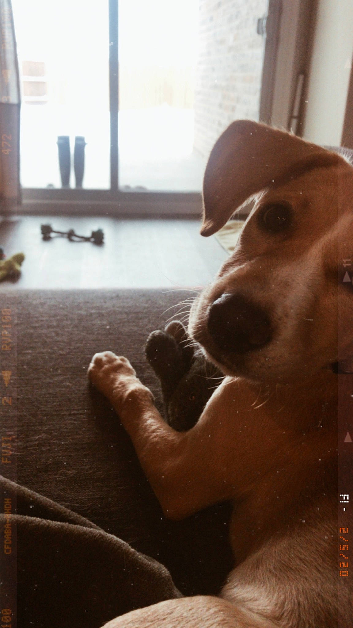 Margot is registered to the contest to win money with this photo: canidae, carnivore, companion_dog, dog, dog_breed, fawn, floor, flooring, hand, labrador_retriever, nose, snout, sporting_group