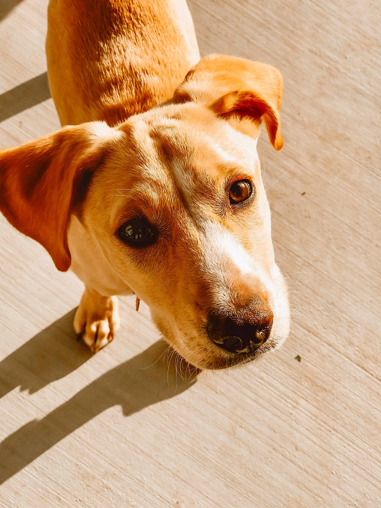 Margot is registered to the contest to win money with this photo: canidae, carnivore, companion_dog, dog, dog_breed, ear, fawn, hunting_dog, mammal, nose, potcake_dog, puppy, snout, sporting_group, whiskers