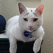 Kasper joined the competition — help win amazing prizes! animal, cat, collar, cute, domestic_cat, ears, feline, fur, indoor, looking_at_camera, mammal, paw, pet, portrait, relaxed, resting, table, tag, whiskers, white_cat