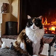 Daisy participe au concours pour gagner de l'argent avec cette photo : cat, calico_cat, fireplace, fire, flame, hearth, mantle, indoor, cozy, fur, whiskers, pet, sitting, lantern, candle, ceramic_figurine, owl_sculpture, warm, portrait, home_decor