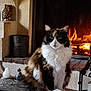 cat, calico_cat, fireplace, fire, flame, hearth, mantle, indoor, cozy, fur, whiskers, pet, sitting, lantern, candle, ceramic_figurine, owl_sculpture, warm, portrait, home_decor