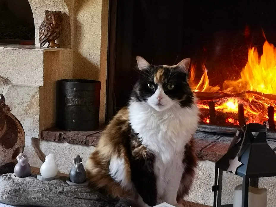 Daisy participe au concours pour gagner de l'argent avec cette photo : cat, calico_cat, fireplace, fire, flame, hearth, mantle, indoor, cozy, fur, whiskers, pet, sitting, lantern, candle, ceramic_figurine, owl_sculpture, warm, portrait, home_decor