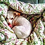 Willow is registered to the contest to win money with this photo: animal, bed, blanket, comfort, cozy, curled_up, cute, dog, domestic, floral_pattern, fur, home, indoors, pastel_colors, pet, resting, sleepy, snuggled, soft_fabric, white_dog