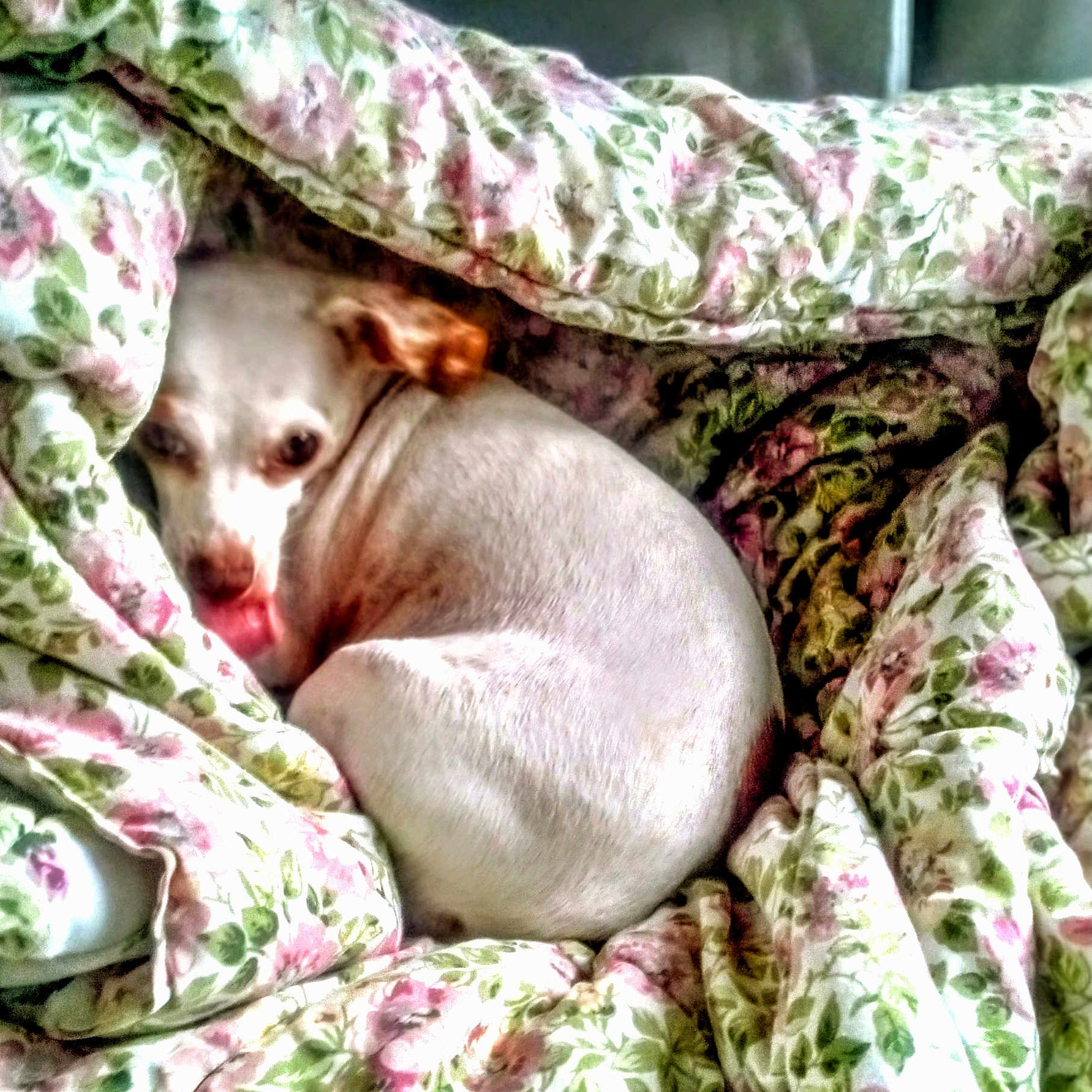 Willow is registered to the contest to win money with this photo: animal, bed, blanket, comfort, cozy, curled_up, cute, dog, domestic, floral_pattern, fur, home, indoors, pastel_colors, pet, resting, sleepy, snuggled, soft_fabric, white_dog