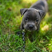 Nova joined the competition — help win amazing prizes! puppy, dog, grass, leash, outdoor, cute, animal, pet, young, nature, closeup, focus, adorable, playful, canine, small, portrait, ears, face, snout
