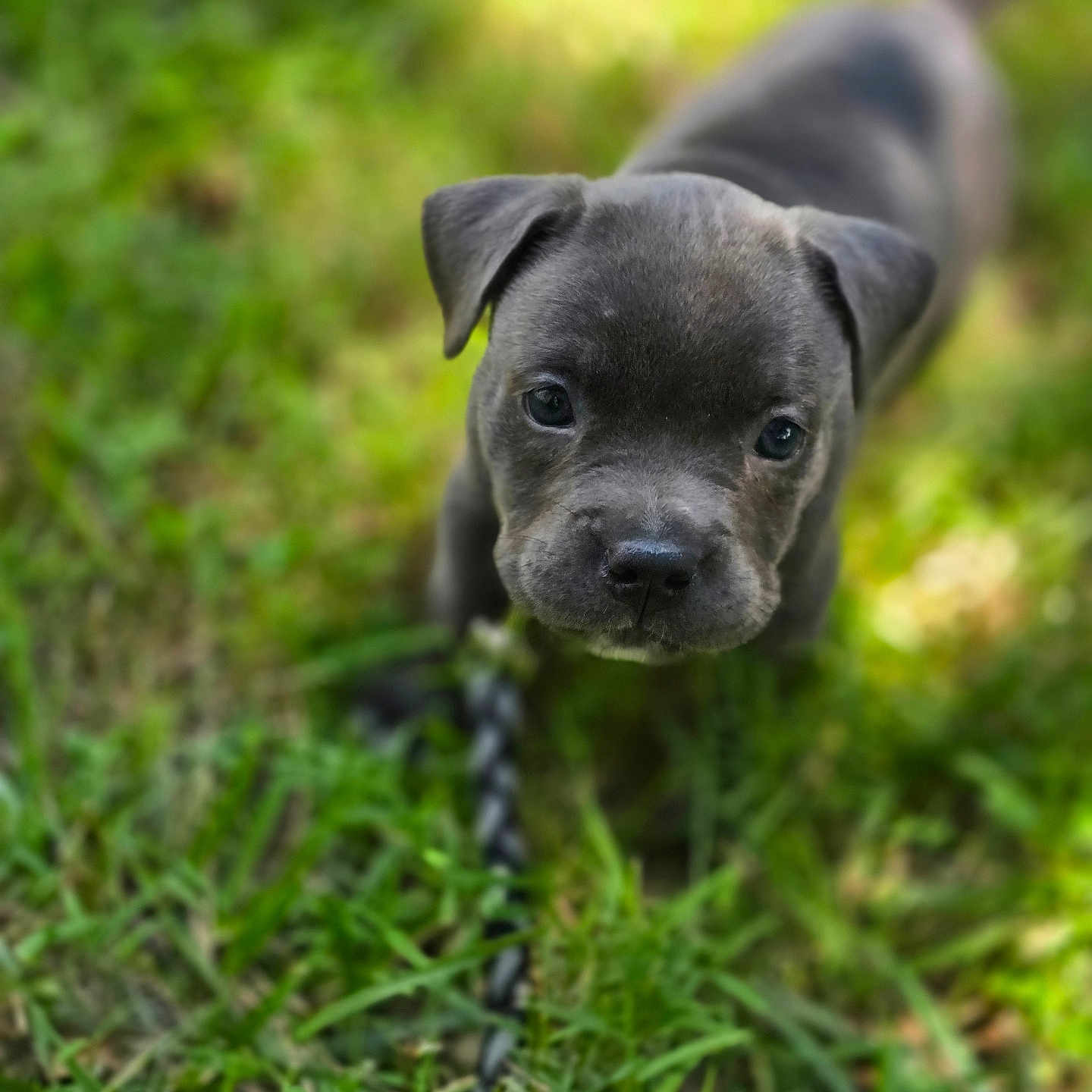 Nova joined the competition — help win amazing prizes! adorable, animal, canine, closeup, cute, dog, ears, face, focus, grass, leash, nature, outdoor, pet, playful, portrait, puppy, small, snout, young