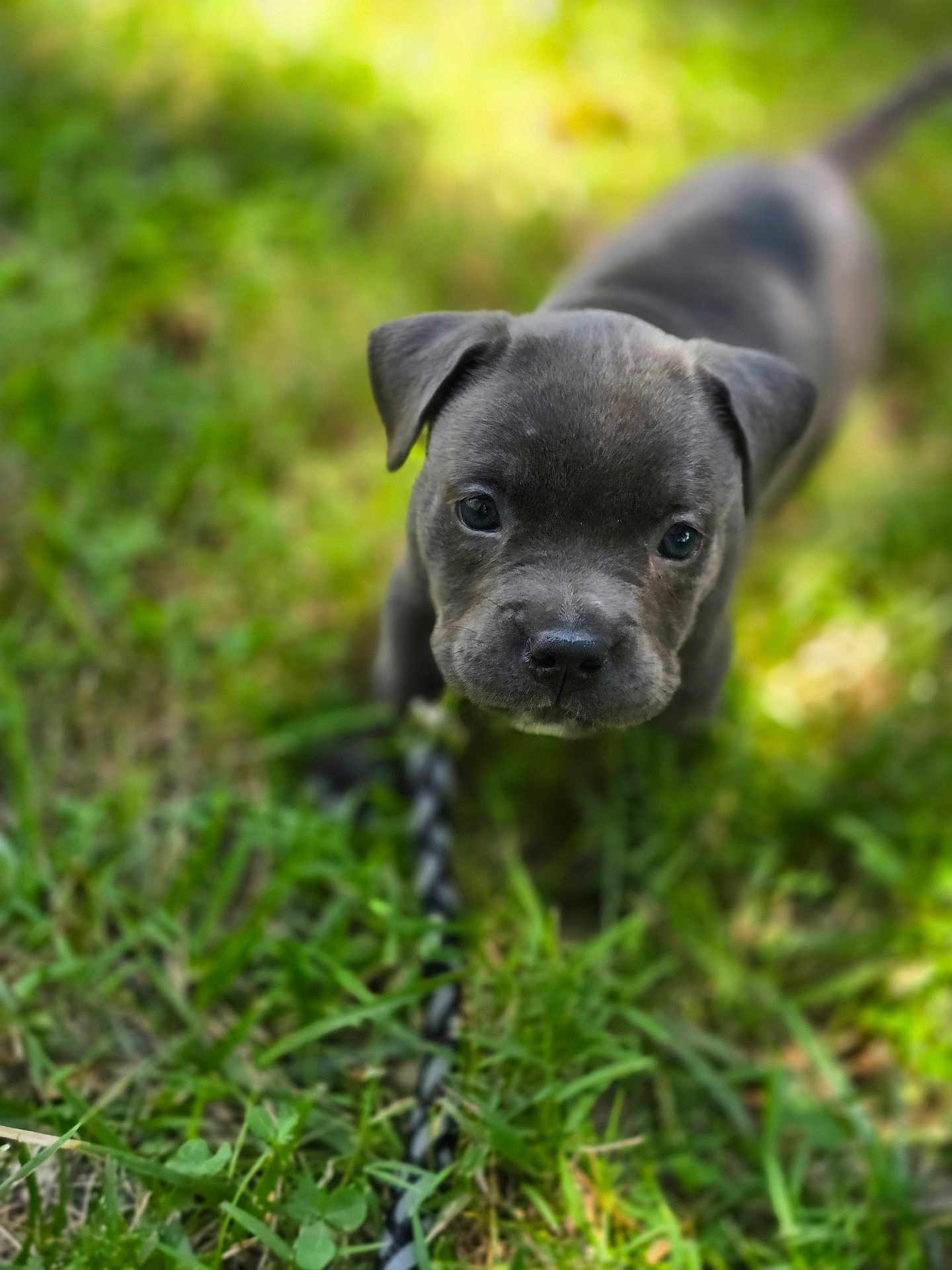 Nova joined the competition — help win amazing prizes! puppy, dog, grass, leash, outdoor, cute, animal, pet, young, nature, closeup, focus, adorable, playful, canine, small, portrait, ears, face, snout