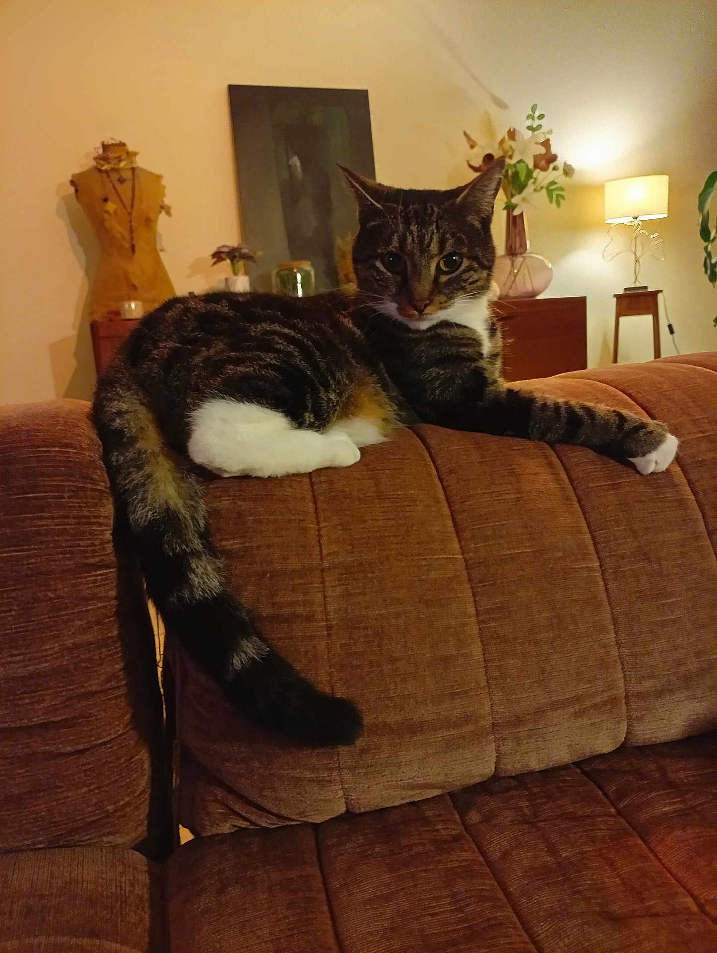 Ophélie a rejoint le concours — aidez-le/la à gagner de superbes lots ! cat, tabby, pet, animal, feline, indoor, couch, furniture, brown, relaxed, stretching, living_room, lamp, plant, vase, decor, cozy, home, resting, domestic
