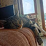 cat, tabby, sleeping, couch, indoor, sunlight, window, plants, cozy, furniture, relaxed, pet, animal, whiskers, paws, resting, home, brown, fur, domestic