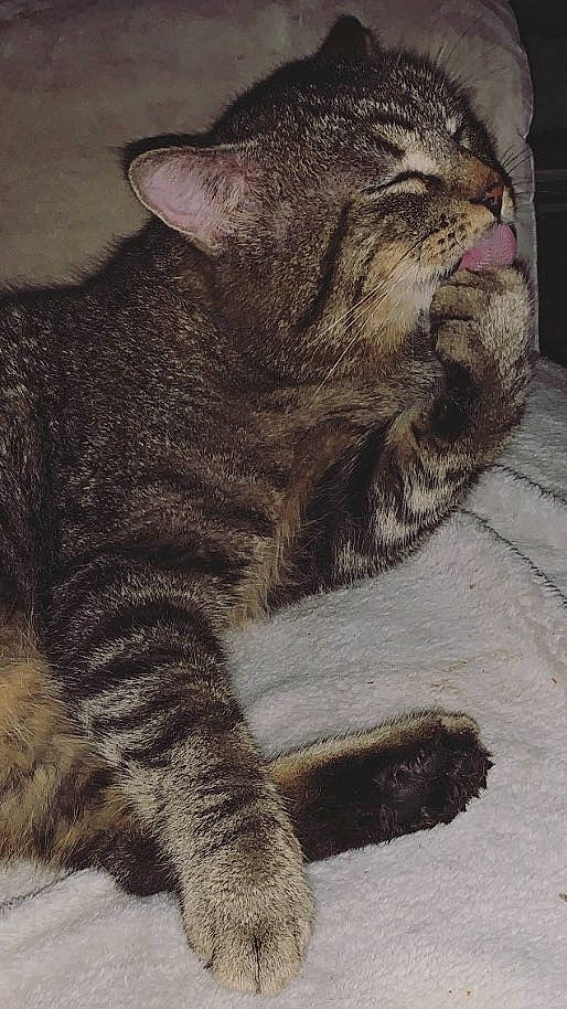 Nao participe au concours pour gagner de l'argent avec cette photo : asian, california_spangled, carnivore, cat, chartreux, claw, domestic_short_haired_cat, dragon_li, european_shorthair, felidae, mammal, paw, pixie_bob, small_to_medium_sized_cats, snout, tabby_cat, tail, vertebrate, whiskers, wild_cat