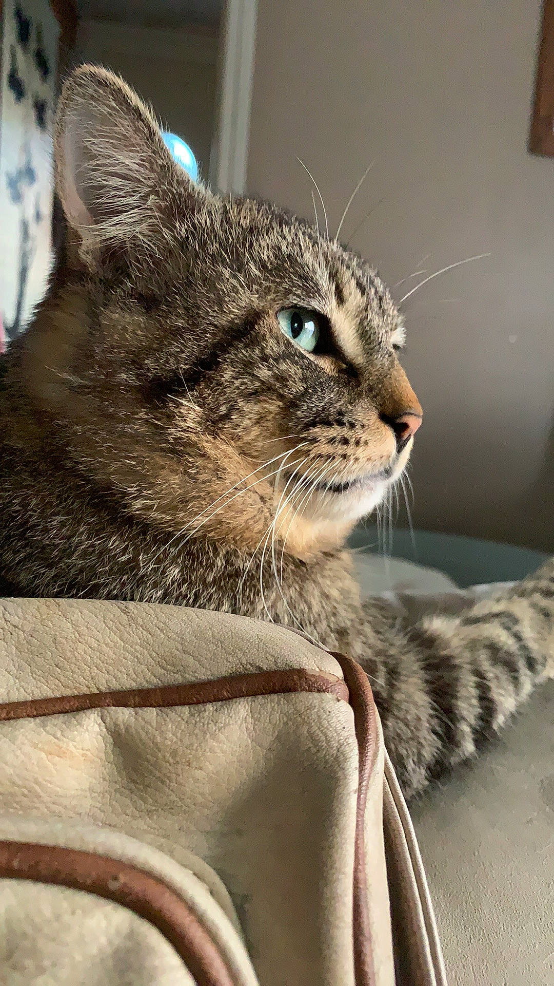 Nao participe au concours pour gagner de l'argent avec cette photo : aegean_cat, american_shorthair, asian, california_spangled, carnivore, cat, domestic_short_haired_cat, dragon_li, european_shorthair, felidae, kitten, mammal, ojos_azules, pixie_bob, small_to_medium_sized_cats, snout, tabby_cat, vertebrate, whiskers, wild_cat