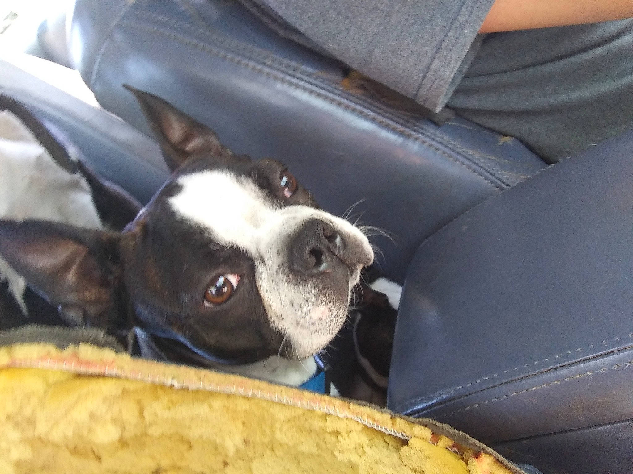 Rocco Shandor joined the competition — help win amazing prizes! boston_terrier, canidae, carnivore, companion_dog, dog, dog_breed, fawn, french_bulldog, mammal, non_sporting_group, snout, vertebrate