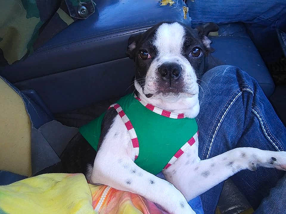 Rocco Shandor is registered to the contest to win money with this photo: boston_terrier, canidae, carnivore, companion_dog, dog, dog_breed, fawn, mammal, non_sporting_group, puppy, rare_breed_dog, snout, sporting_group, valley_bulldog, vertebrate