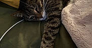 Vegas Garza joined the competition — help win amazing prizes! cat, tabby_cat, pet, animal, feline, relaxing, bed, blanket, pillow, stretching, fur, whiskers, indoor, cozy, sleepy, domestic_cat, soft_texture, claw, collar, resting