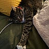cat, tabby_cat, pet, animal, feline, relaxing, bed, blanket, pillow, stretching, fur, whiskers, indoor, cozy, sleepy, domestic_cat, soft_texture, claw, collar, resting