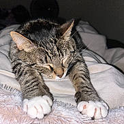 Vegas Garza is registered to the contest to win money with this photo: cat, tabby, sleeping, stretching, paws, fur, whiskers, blanket, cozy, indoor, pet, animal, cute, relaxation, closeup, soft, resting, comfort, feline, nap