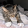 cat, tabby, sleeping, stretching, paws, fur, whiskers, blanket, cozy, indoor, pet, animal, cute, relaxation, closeup, soft, resting, comfort, feline, nap
